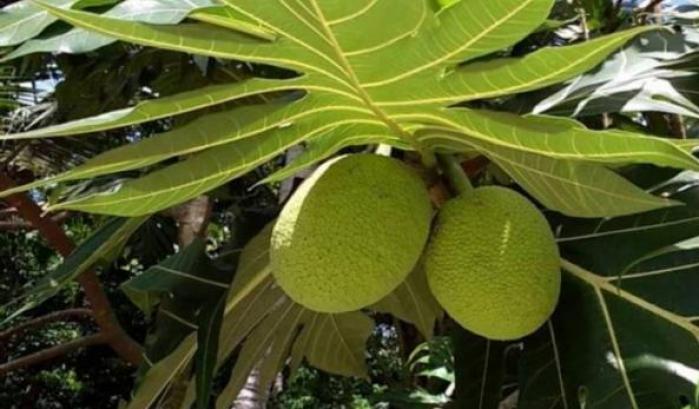 L'albero del pane si candida per diventare il super cibo del futuro